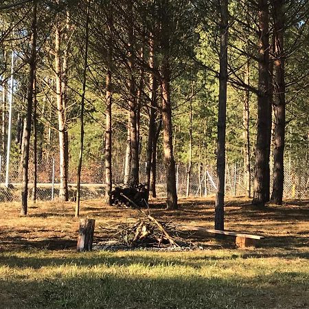 Forest Inn Trzepieciny Екстериор снимка